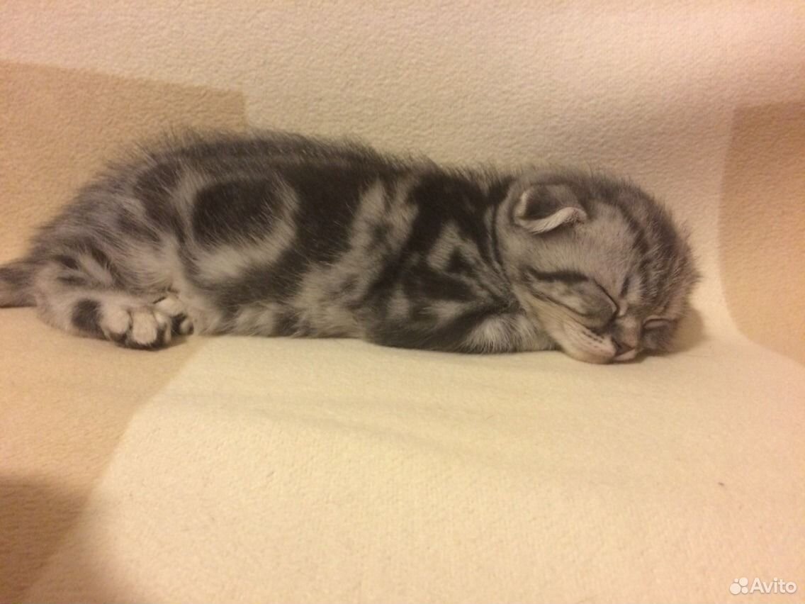 Шотландский котенок