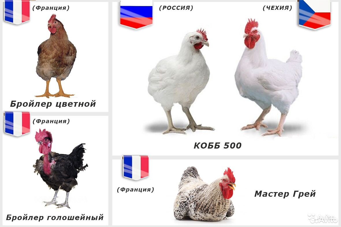 Цветные Бройлеры Описание С Фото Отзывы