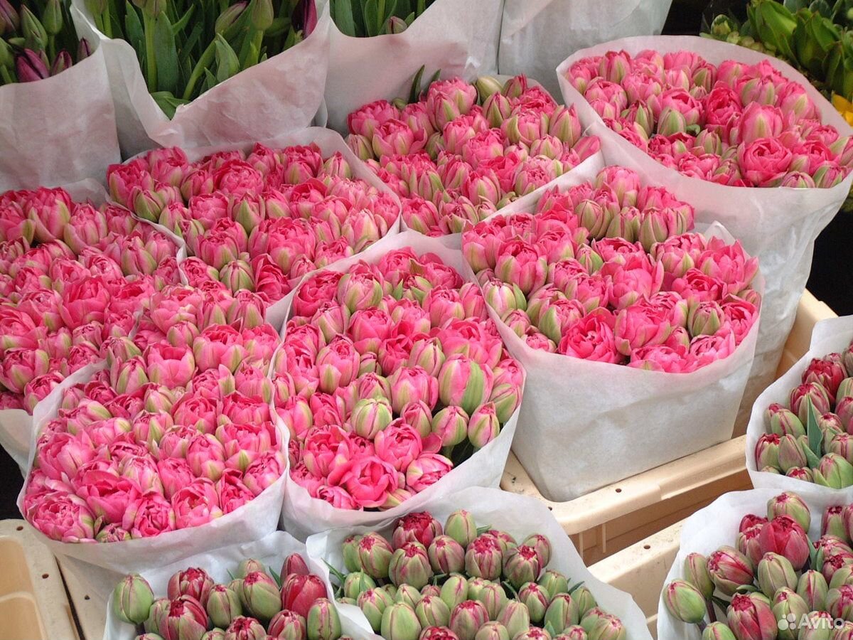 Где Купить Тюльпаны В Москве