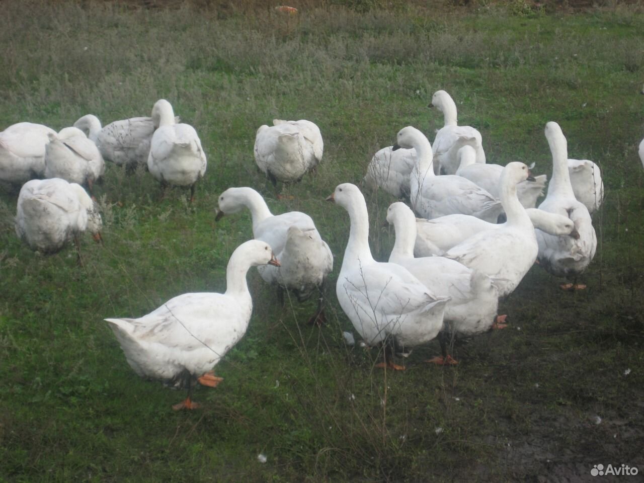 Купить Гусят В Тамбове На Авито