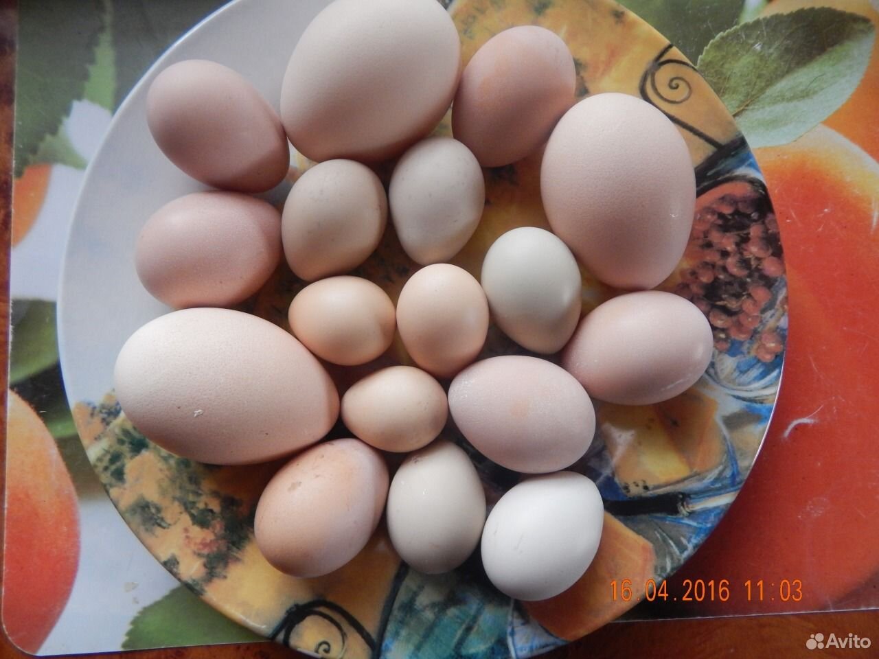 Яйца фазана купить. Яйцо фазана. Павлин яйца. Яйца серебристого фазана. Фазаньи яйца фото.