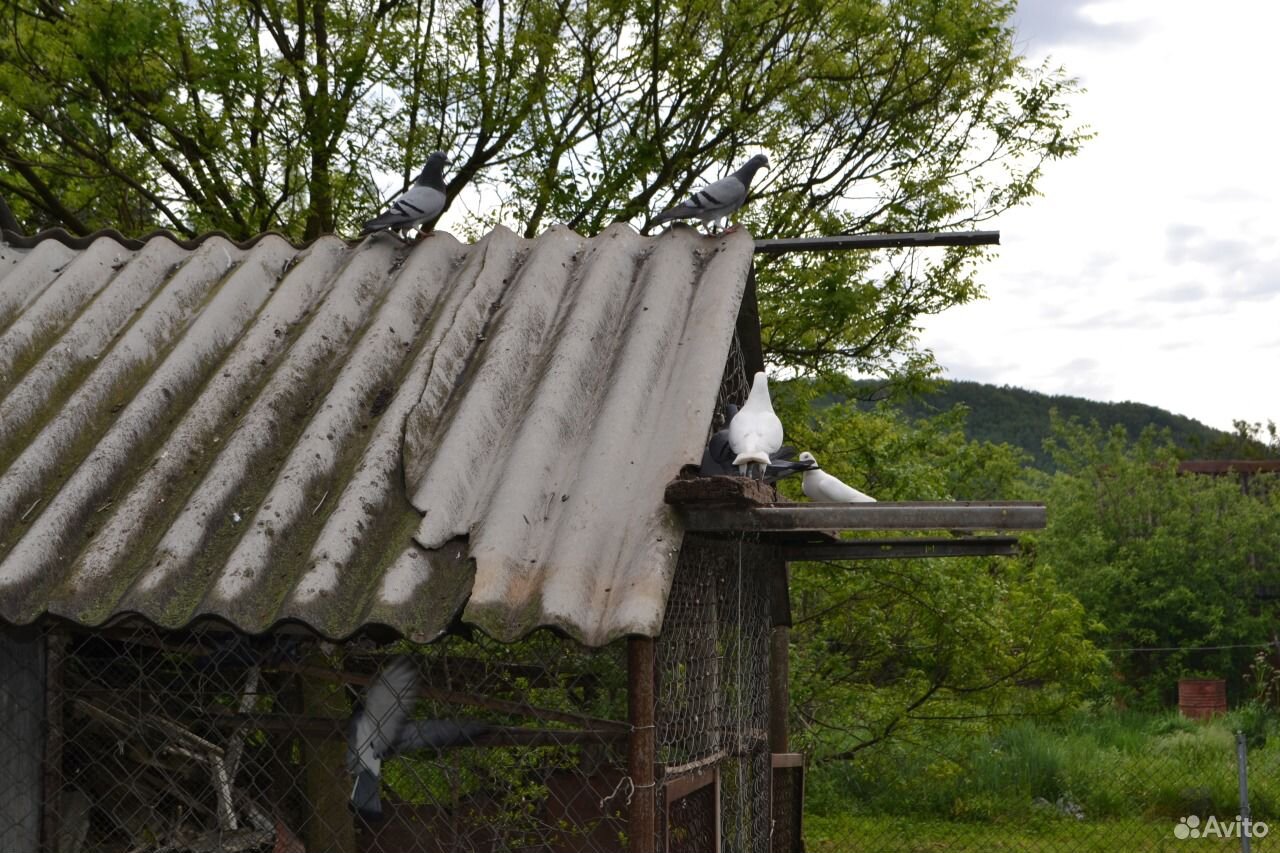 Почтовые голуби купить на Зозу.ру - фотография № 4