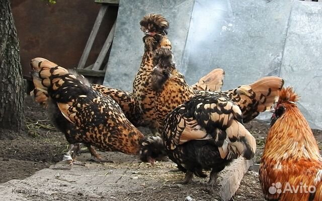 Цыплята павловской золотистой породы кур купить на Зозу.ру - фотография № 2