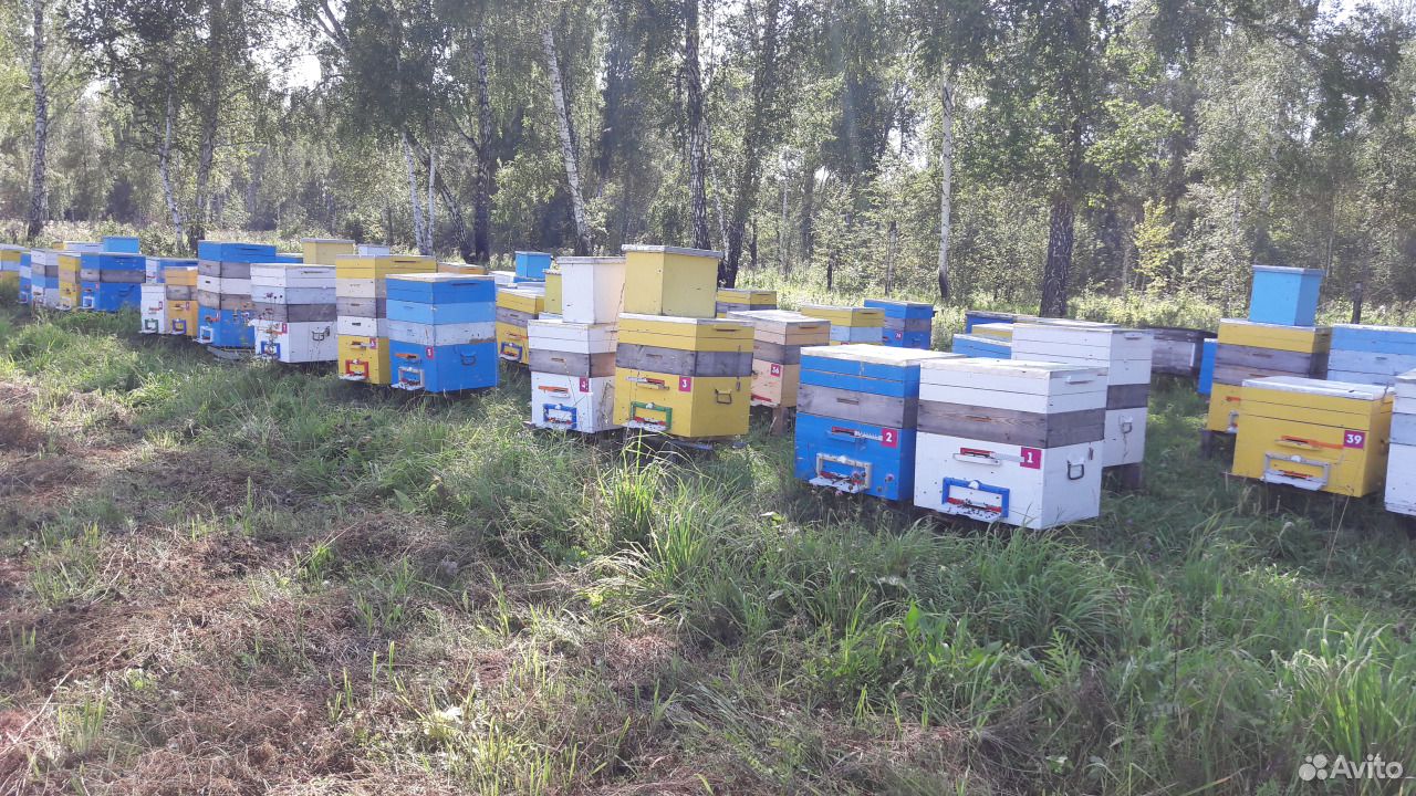 Пчелосемьи купить воронежская