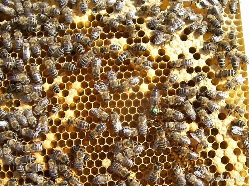 Пчелопакеты бакфаст купить на 2024. Пчелопакеты Карника Бакфаст. Пчелопакеты,пчелосемьи Карника. Пчеломатка Карника. Карника (Краинка).
