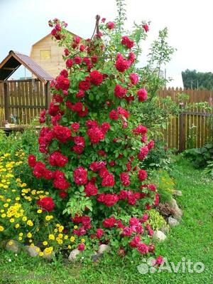 Розы канадки плетистые,парковые зимост. до -45 зкс купить на Зозу.ру - фотография № 1
