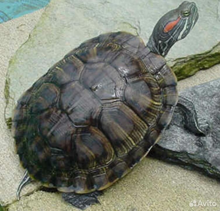 Черепаха красноухая+аквариум купить на Зозу.ру - фотография № 1