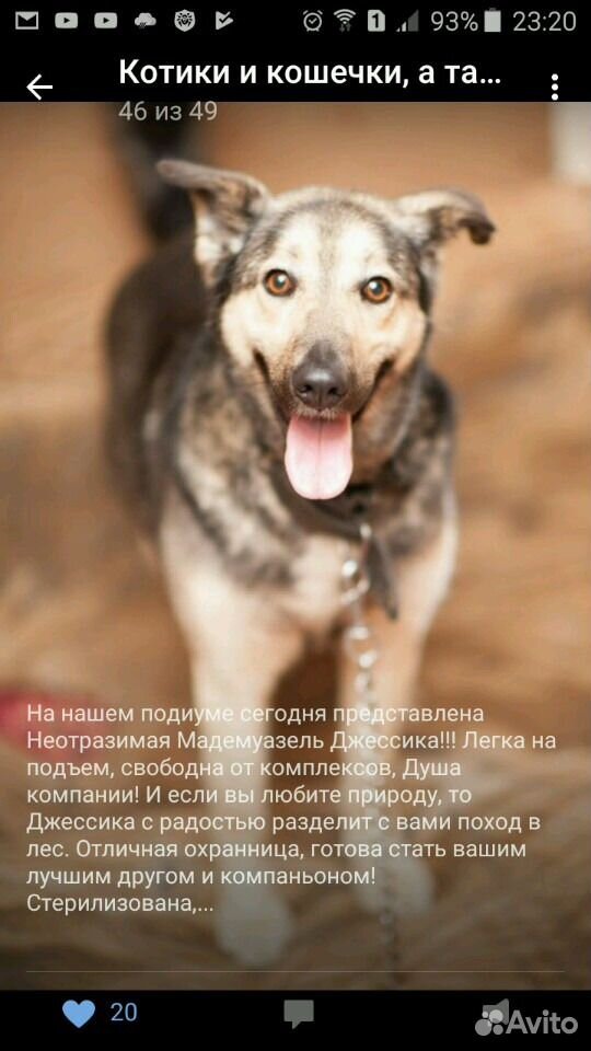 Собака Джесси купить на Зозу.ру - фотография № 1