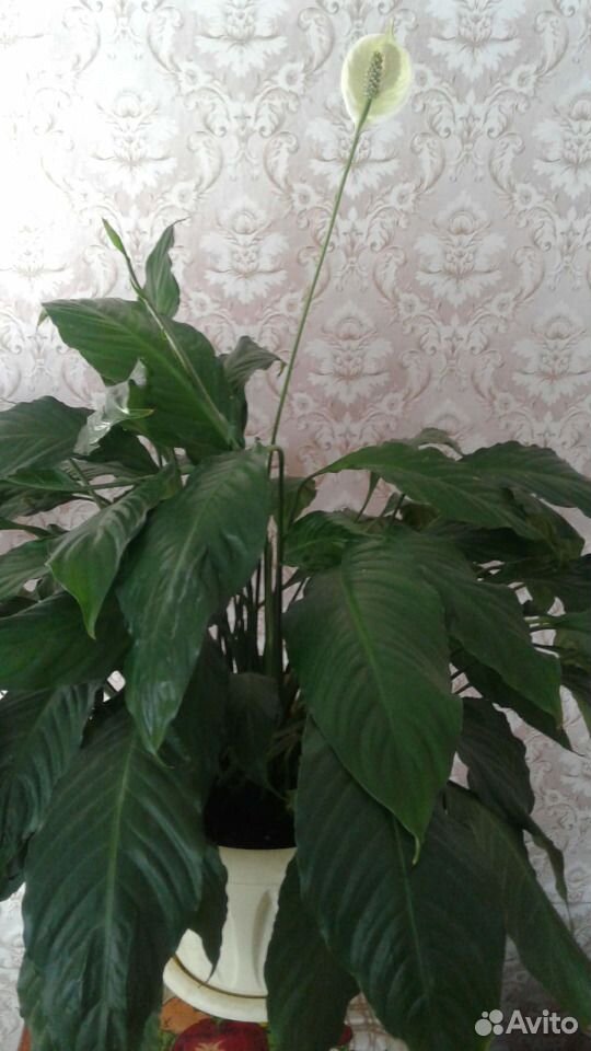 Спатифиллум (Spathiphyllum) купить на Зозу.ру - фотография № 1
