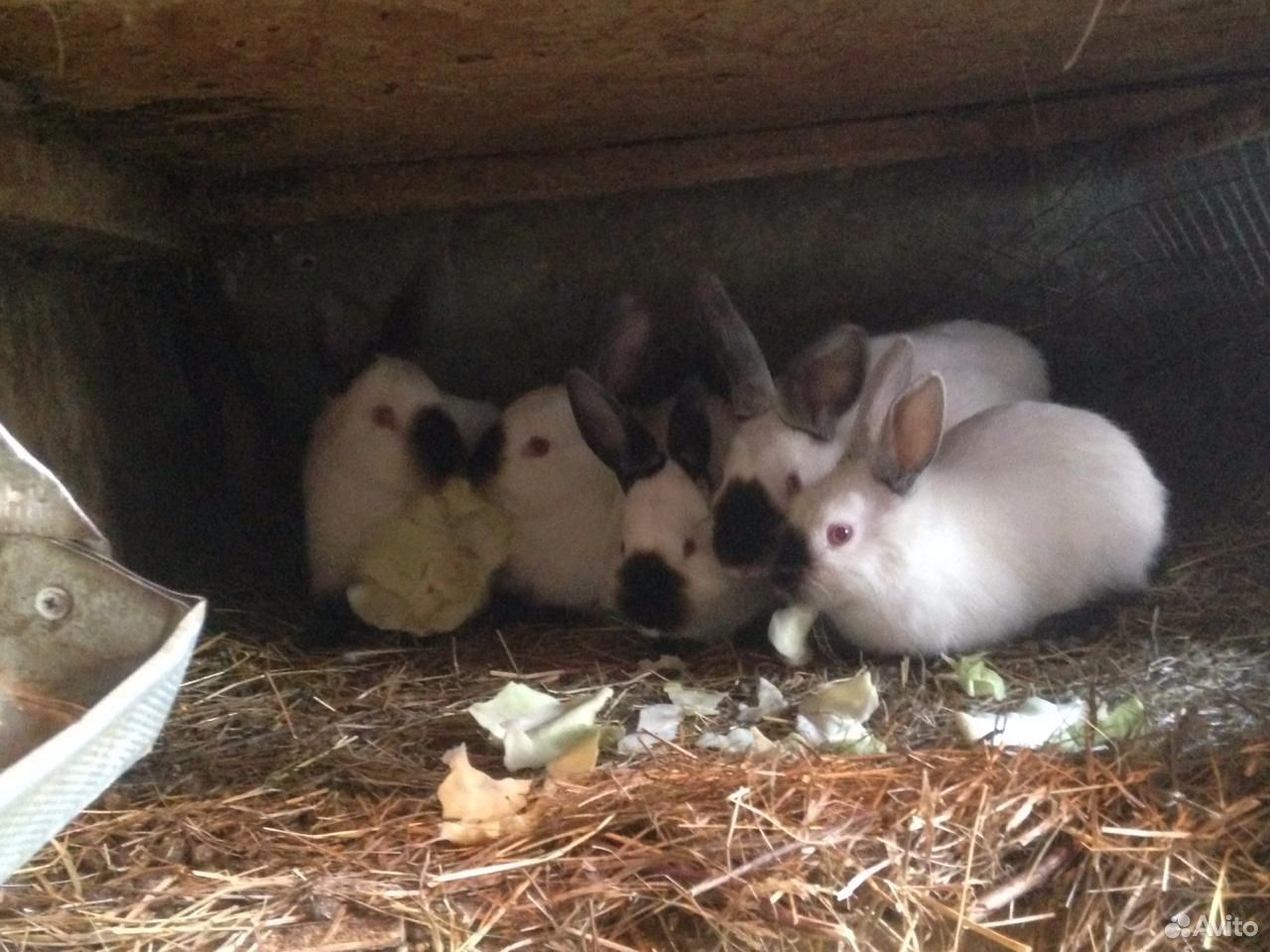 Калифорнийские Кролики Купить В Нижегородской Области Починки