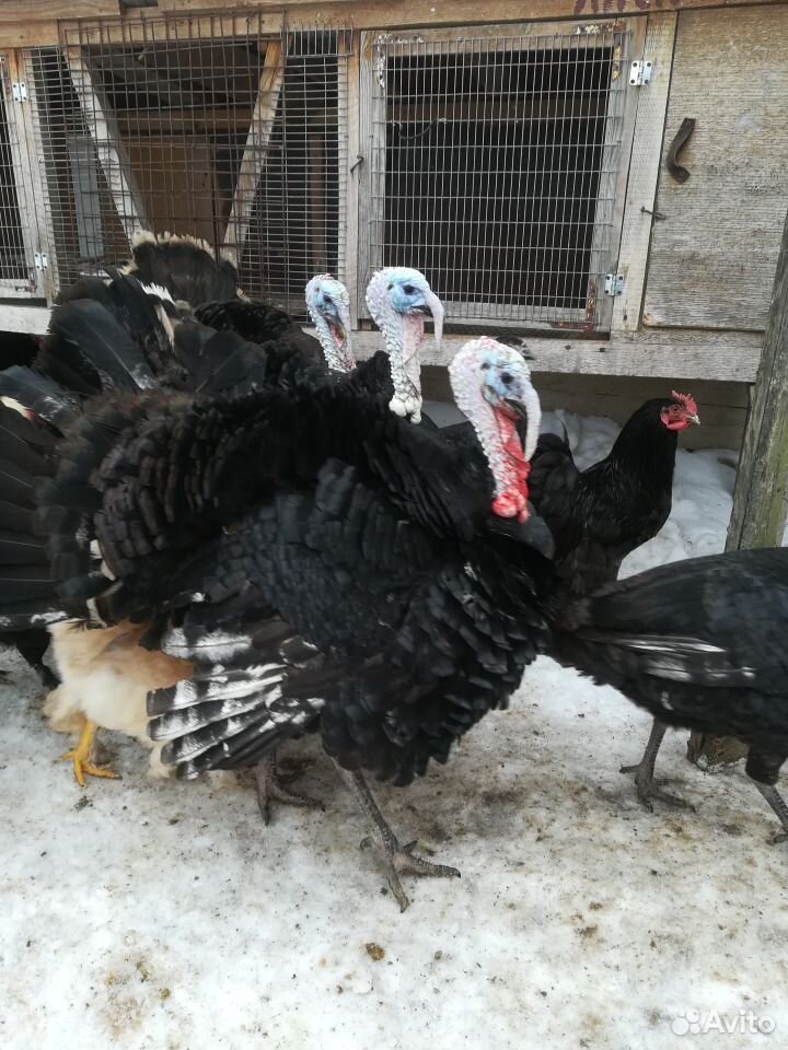 Индюки,куры,петухи, цыплята "Брамо" домашние купить на Зозу.ру - фотография № 4