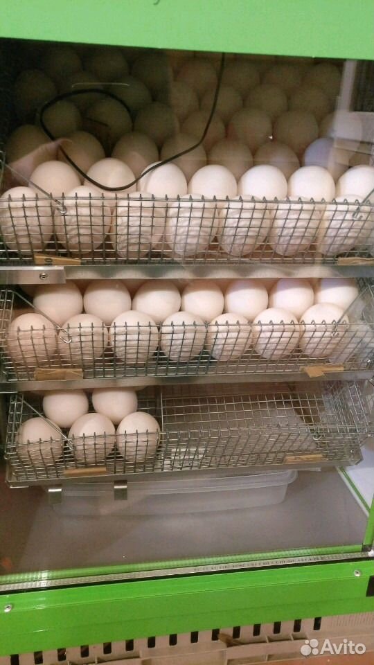 Инкубационное яйцо индоутки купить на Зозу.ру - фотография № 3