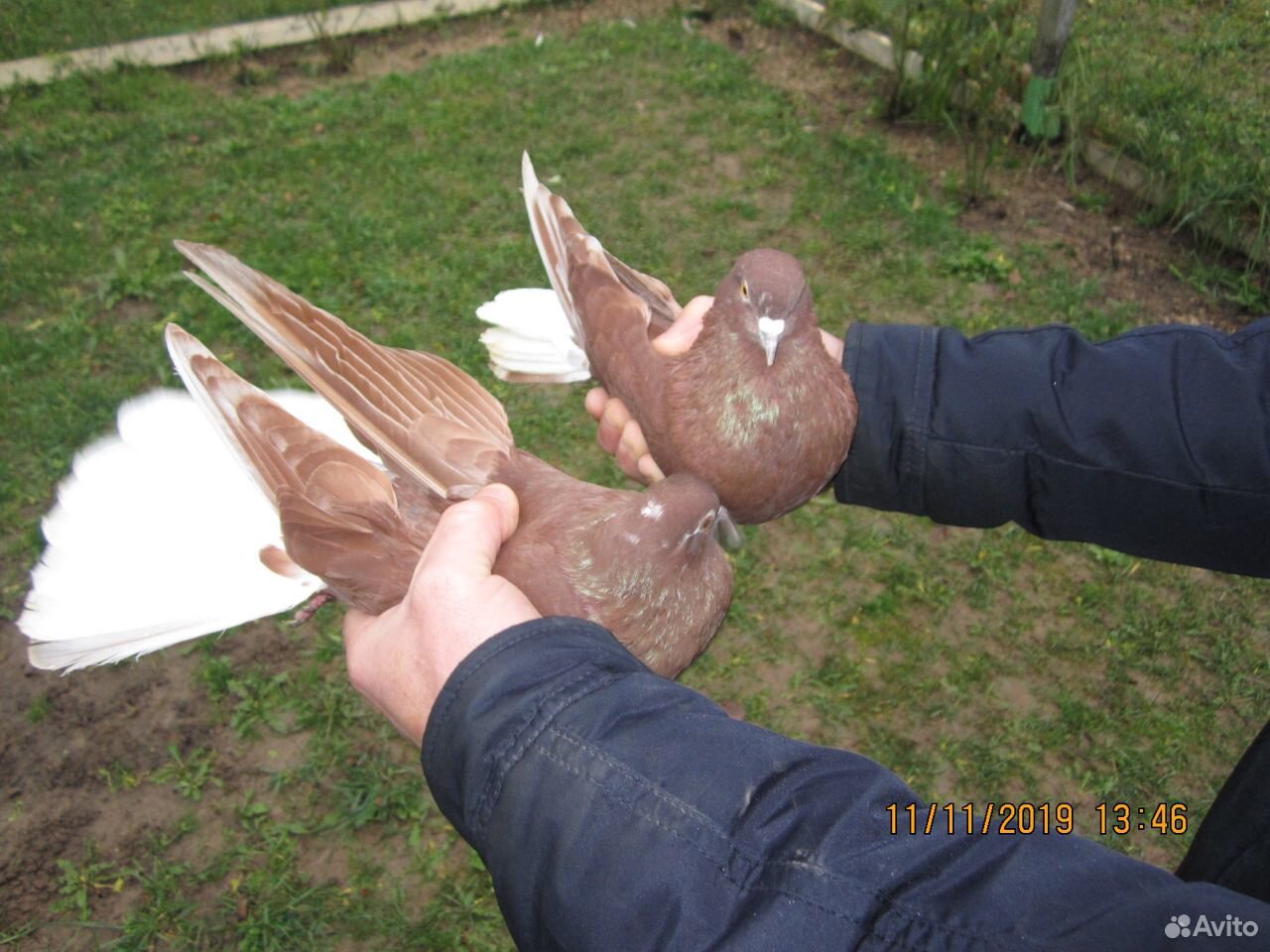 Продам Николаевских голубей в кол-ве 100 штук купить на Зозу.ру - фотография № 4