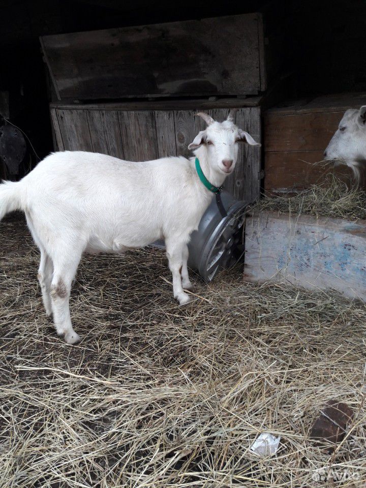 Нубийский козел,коза и козочки купить на Зозу.ру - фотография № 4