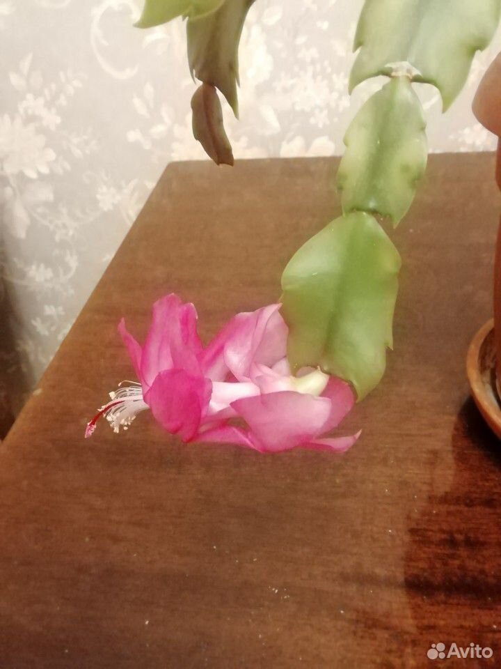 Растение Декабрист Шлюмберга, цветет розовыми цвет купить на Зозу.ру - фотография № 1