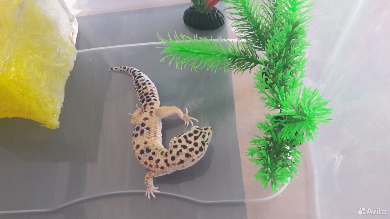 Леопардовый геккон купить на Зозу.ру - фотография № 3