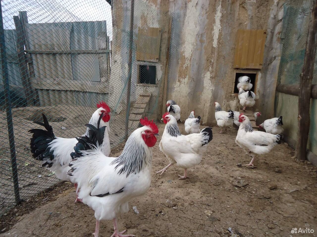 Инкубационное яйцо породных кур, цыплята купить на Зозу.ру - фотография № 6