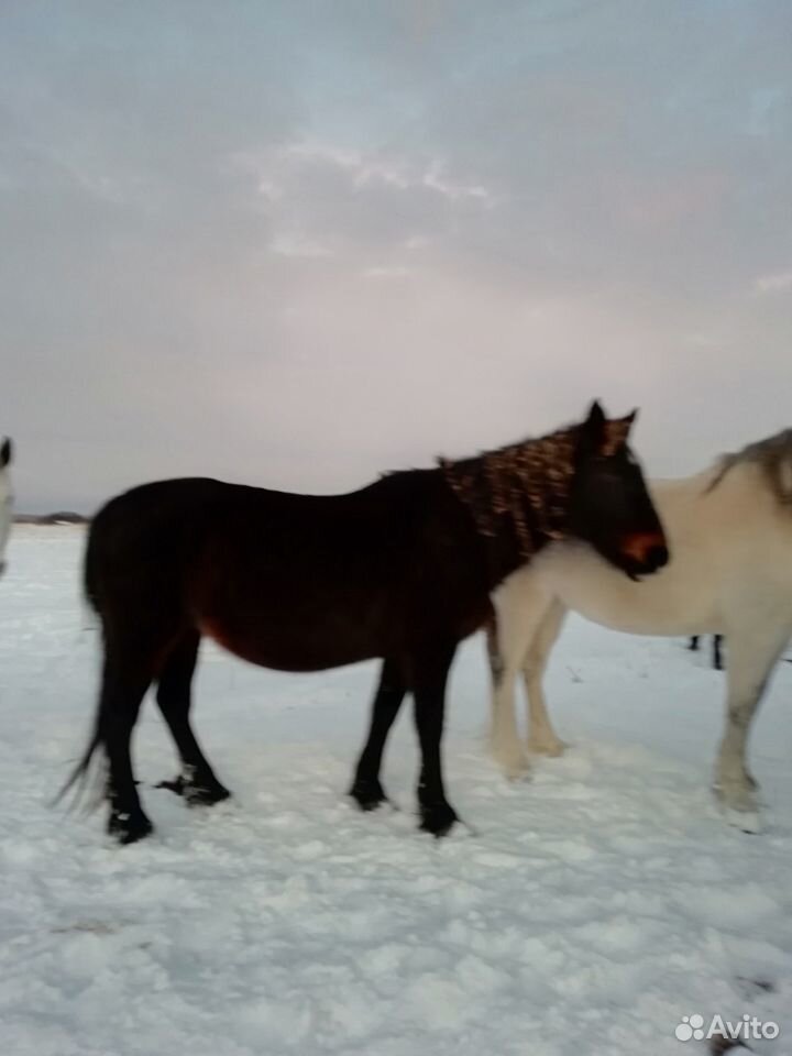 Лошадь 1год 8 месяцев купить на Зозу.ру - фотография № 1