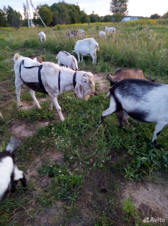 Нубийский козёл на вязку купить на Зозу.ру - фотография № 2