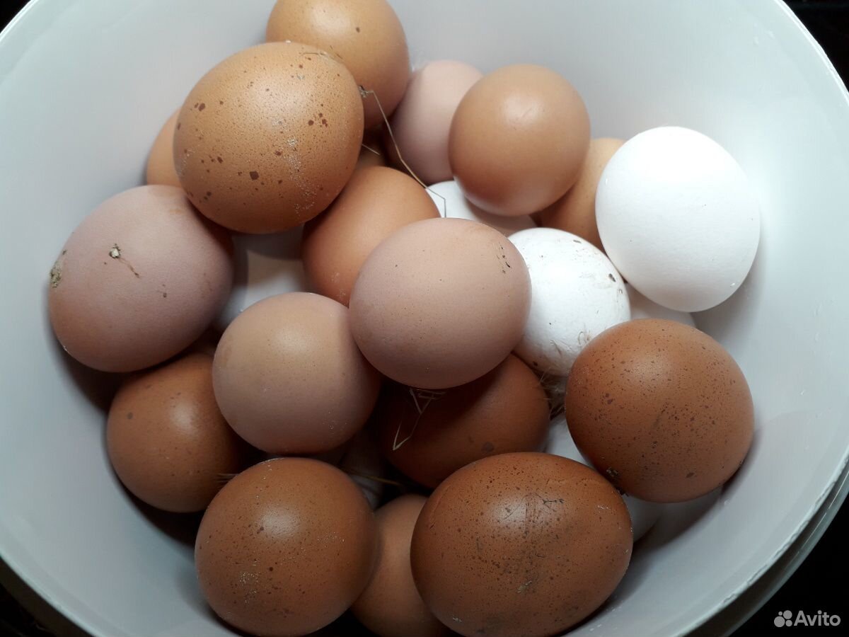 Яйца куриные домашние, инкубация купить на Зозу.ру - фотография № 1