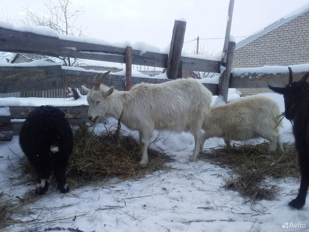 Продается козы и козочки(заанеск.породы.молочные) купить на Зозу.ру - фотография № 3
