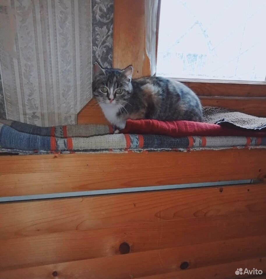 Кошки и коты ищут дом купить на Зозу.ру - фотография № 5