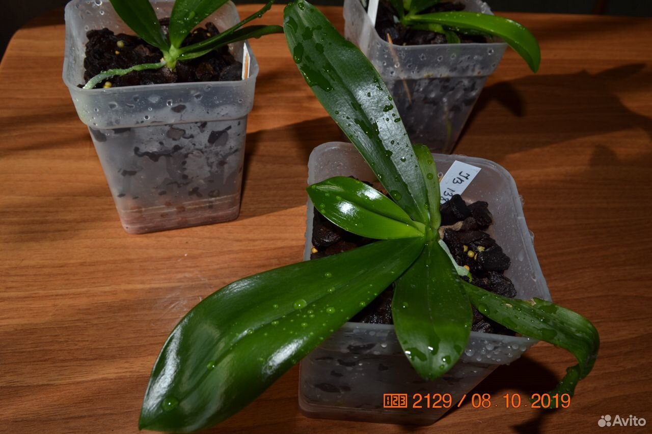 Phalaenopsis tetrapis C1 купить на Зозу.ру - фотография № 5