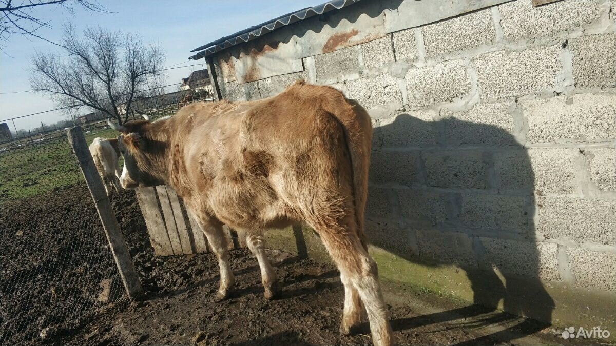 Корова.45000 купить на Зозу.ру - фотография № 3