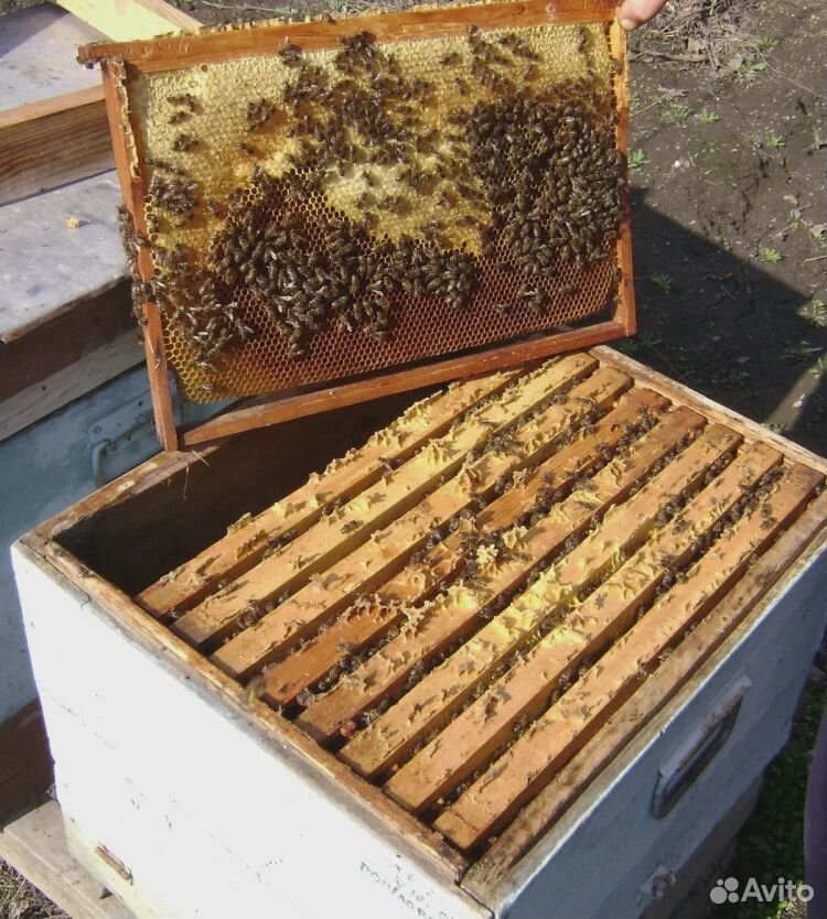 Продажа пчелосемей купить на Зозу.ру - фотография № 3