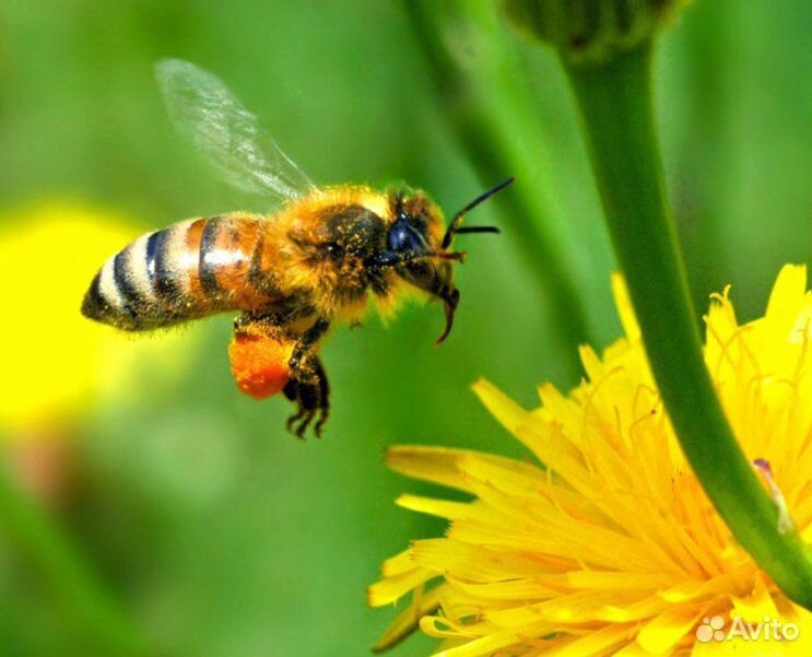 Пчелы, пчелопакеты. Карника купить на Зозу.ру - фотография № 1