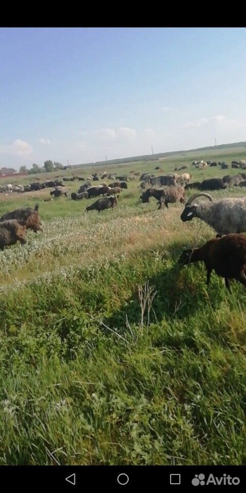 Принимаю коз овец на пастбище село мазурка купить на Зозу.ру - фотография № 6
