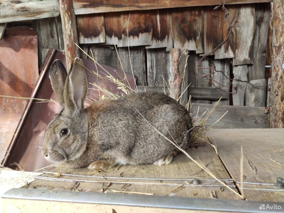 Кролики серый великан, фландр купить на Зозу.ру - фотография № 6