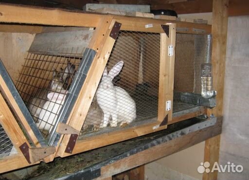 Клетка для кролика купить на Зозу.ру - фотография № 1