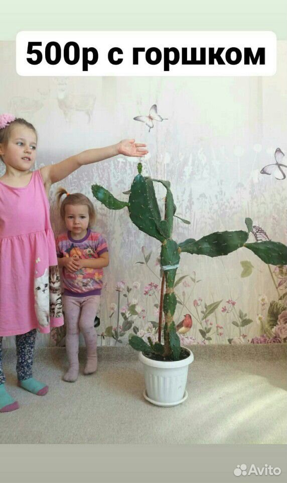 Молочай, юкка, авакадо, кактусы купить на Зозу.ру - фотография № 2