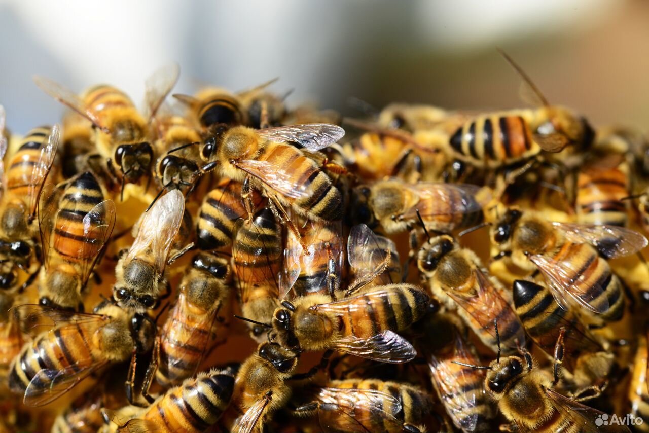 Пчелы, 5 семей купить на Зозу.ру - фотография № 1