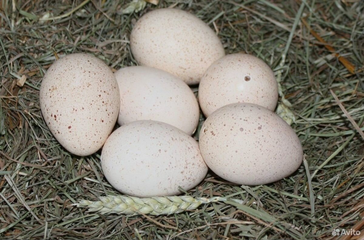 Яйцо домашней индейки инкубационное купить на Зозу.ру - фотография № 1