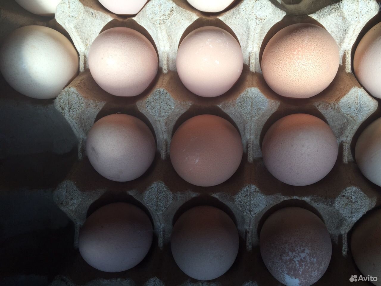 Яйца цесариные купить на Зозу.ру - фотография № 4