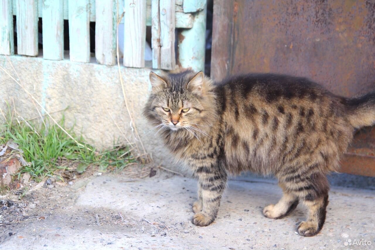 Кукушка кошка в дар купить на Зозу.ру - фотография № 3