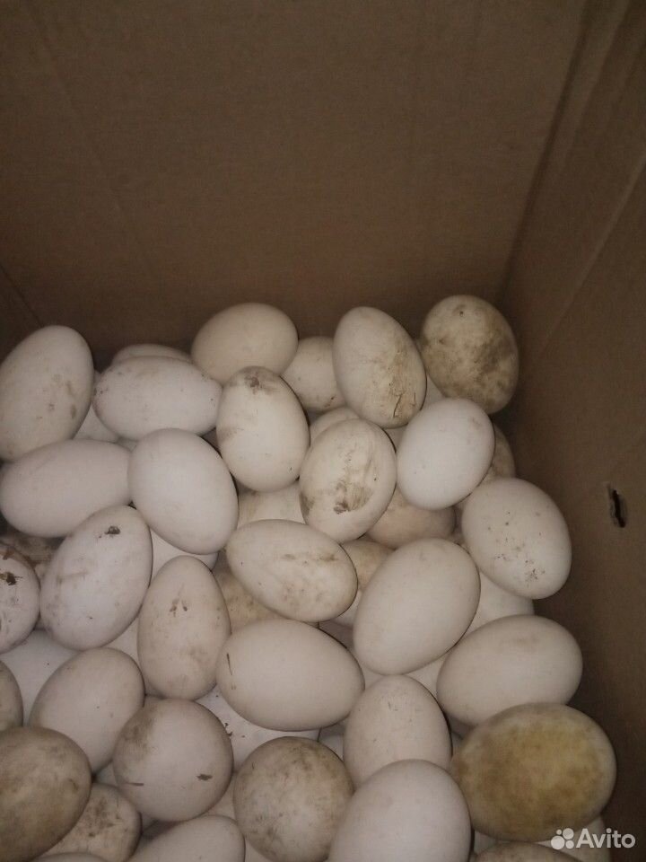 Домашнее гусиное яйцо порода холмогорские купить на Зозу.ру - фотография № 1