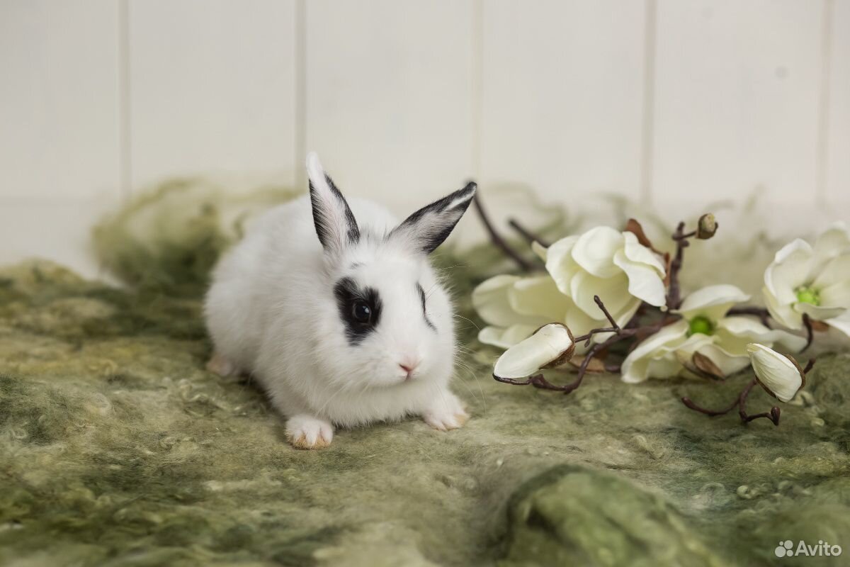 Декоративный кролик купить на Зозу.ру - фотография № 2