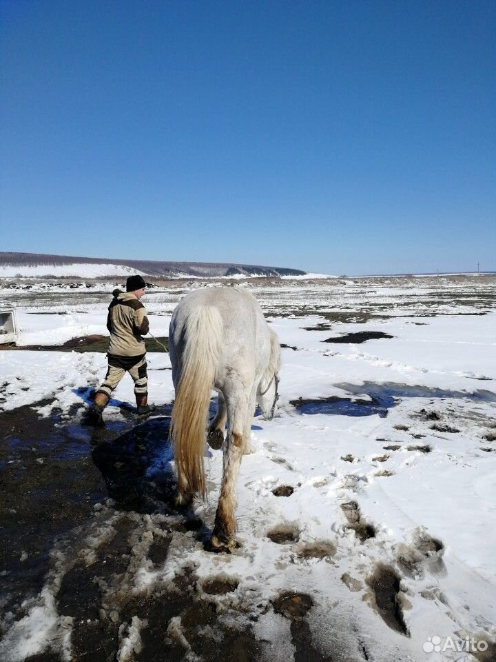 Лошадь купить на Зозу.ру - фотография № 9