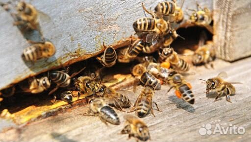 Продам 13 пчелосемей купить на Зозу.ру - фотография № 1