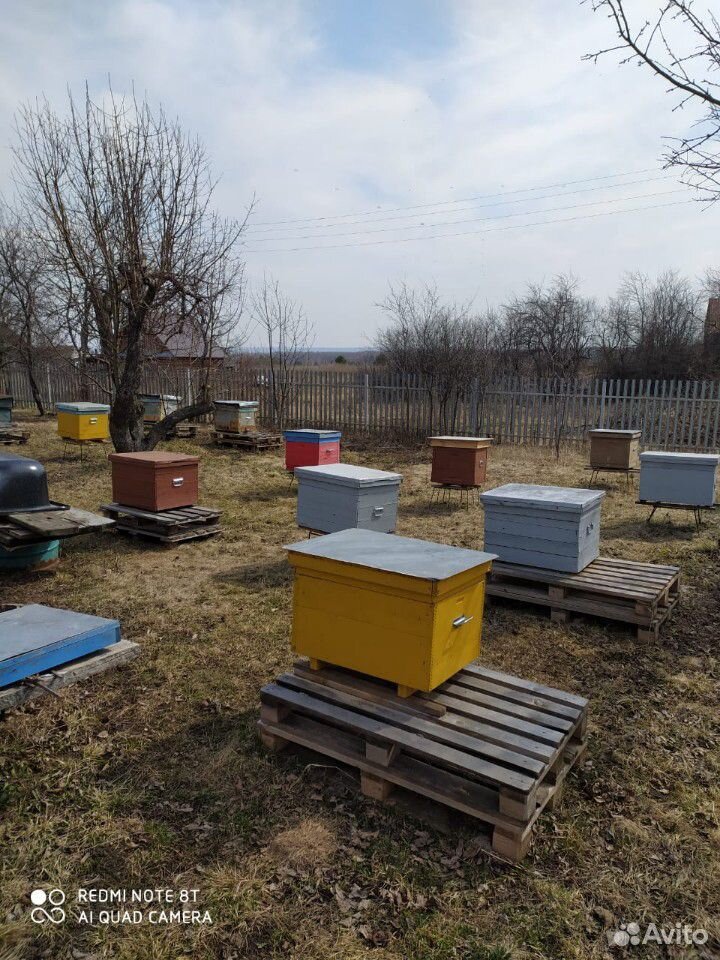 Продам семьи пчёл купить на Зозу.ру - фотография № 1