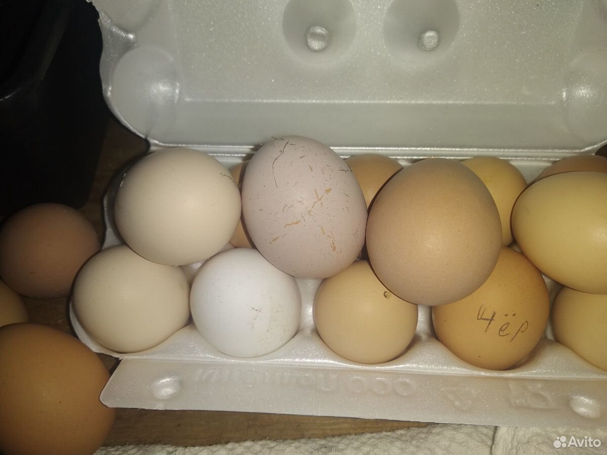 Домашние яйца. Инкубационные яйца купить на Зозу.ру - фотография № 1