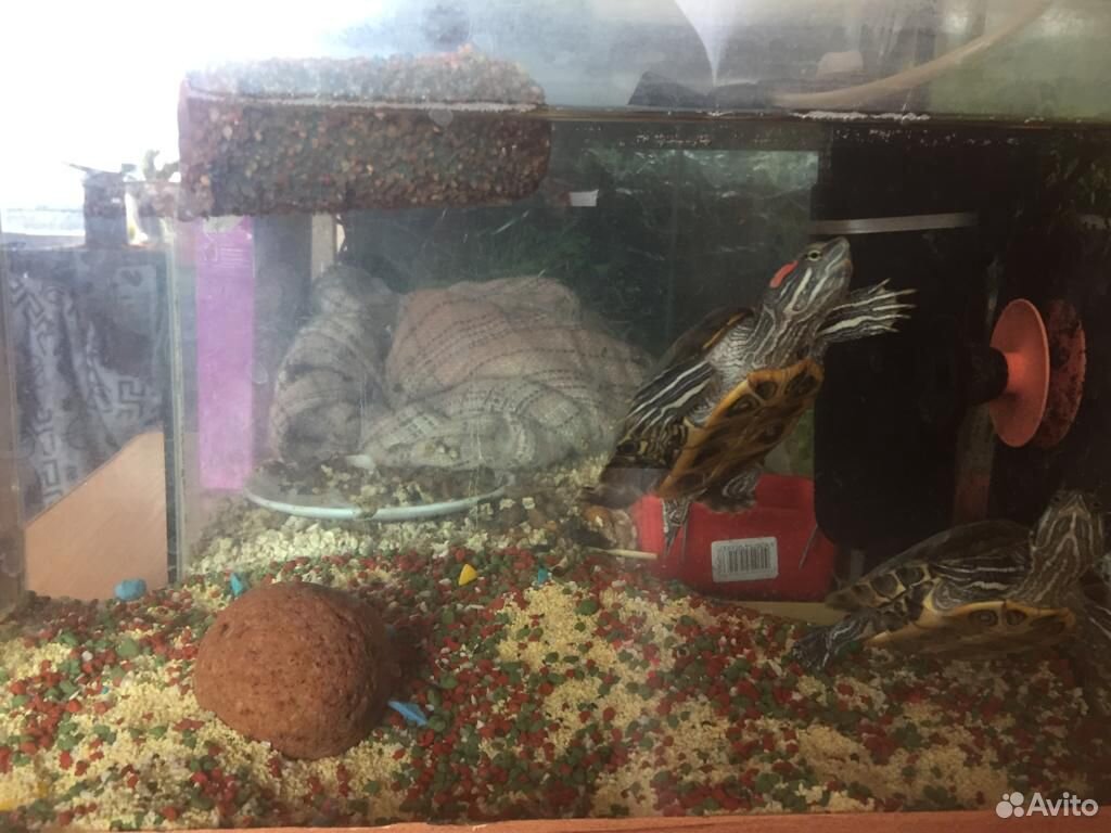 Продам аквариум с черепахами купить на Зозу.ру - фотография № 1