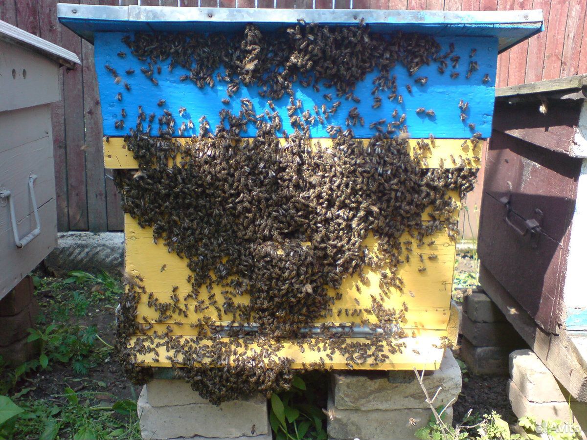 Продаю пчелосемьи и пчело-пакеты купить на Зозу.ру - фотография № 1