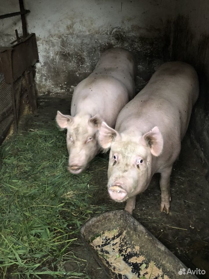 Свиньи скот купить на Зозу.ру - фотография № 1