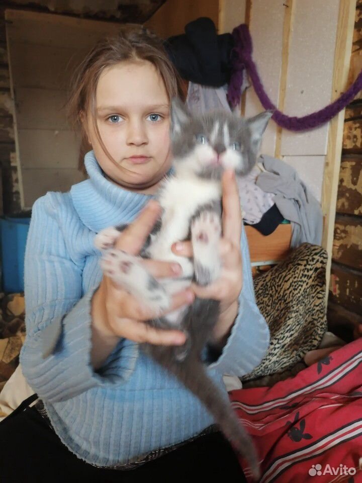 Котята от Тайской кошки купить на Зозу.ру - фотография № 2