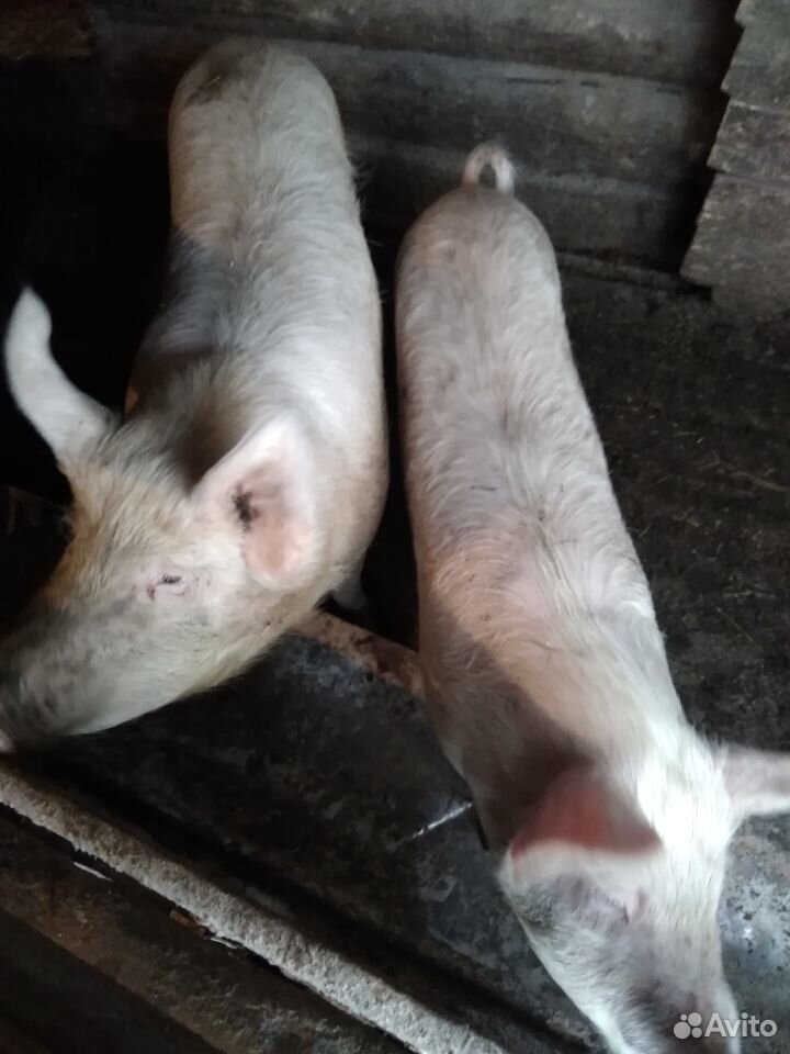 Свиньи на мясо купить на Зозу.ру - фотография № 9