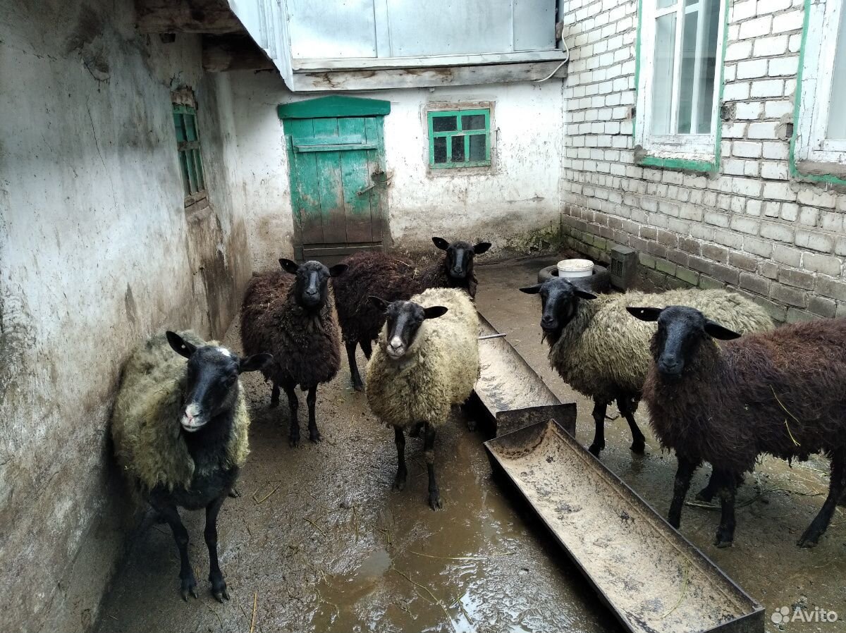 Овцы беременные,взрослые(романовские, местные) купить на Зозу.ру - фотография № 2